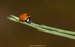 Lady Bug on leave HD wallpaper