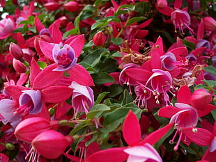 fuchsia flowers HD wallpaper