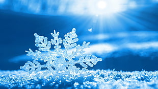 macro shot of snowflake, blue, snow, winter, snow flakes
