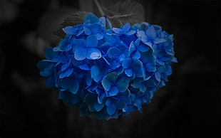 focus photography of blue artificial flowers