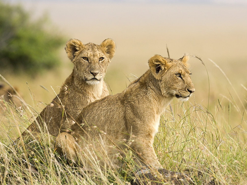 two brown lion on grass fields HD wallpaper