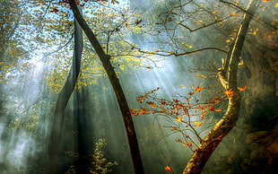 forest illustration, nature, landscape, forest, fall HD wallpaper
