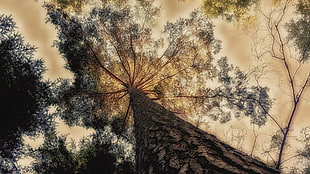 brown tree, trees, HDR HD wallpaper