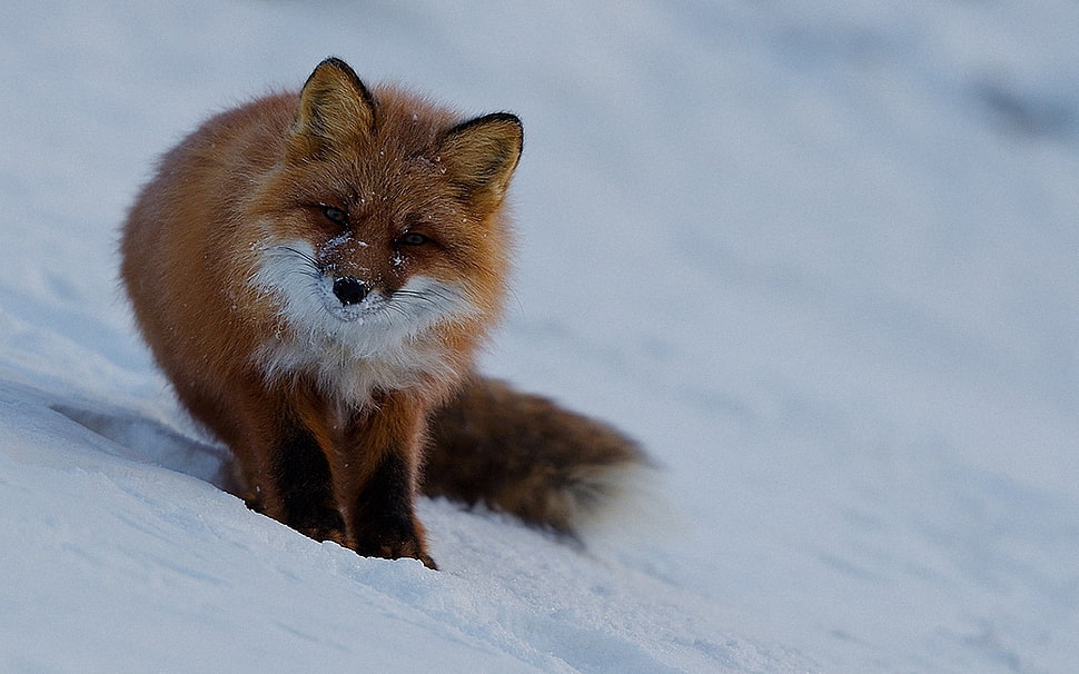 orange and white fox, fox, animals, snow HD wallpaper