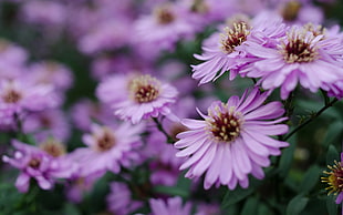 purple daisy flower lot, flowers, purple flowers, macro HD wallpaper