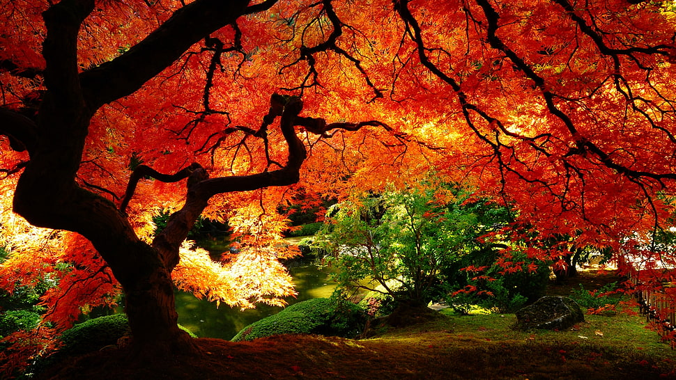 brown leaf tree wallpaper HD wallpaper