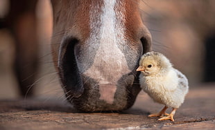 yellow and gray chicken chicks, Chicken, baby animals, horse