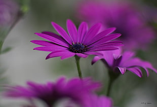 selective focus photography of purple Osteospermum flower, vaucluse HD wallpaper