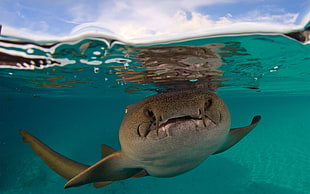 grey sea creature underwater photography HD wallpaper