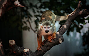 Monkey on brown wood branch HD wallpaper
