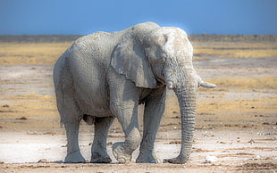 photography of gray elephant during daytime