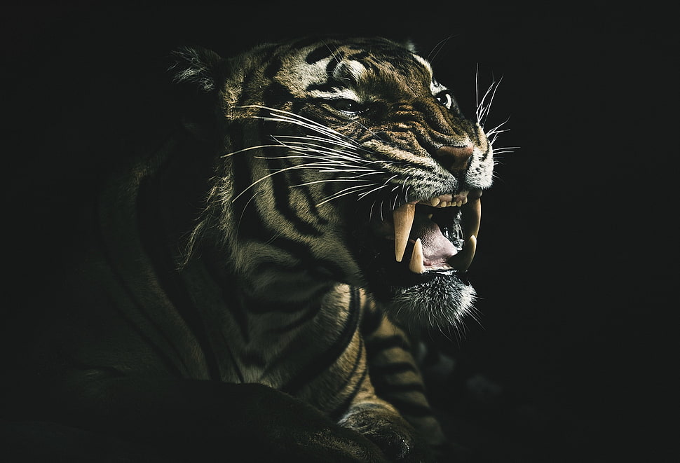 brown tiger, dark, teeth, animals, tiger HD wallpaper
