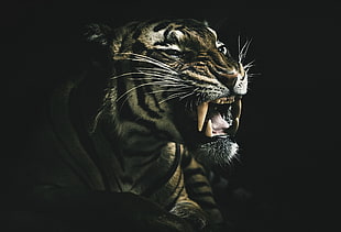 brown tiger, dark, teeth, animals, tiger HD wallpaper