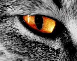 silver tabby cat eye, cat, animals, eyes HD wallpaper