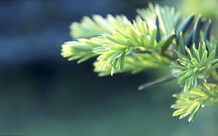 green and yellow leaf plant, plants