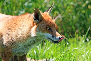 brown and white coated wolf showing his tongue
