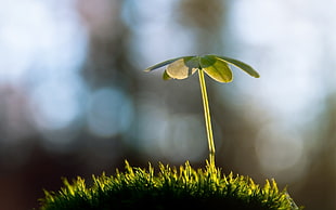 green leaf plant at daytime