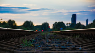 green leafed plants, railway, photography HD wallpaper