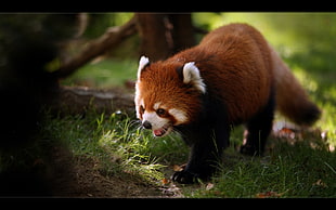 red panda animal, animals, red panda HD wallpaper