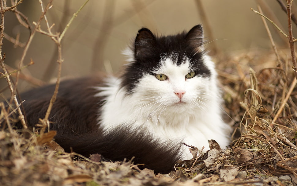 white and black cat on brown grass HD wallpaper