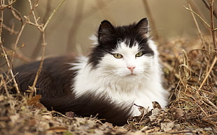 white and black cat on brown grass