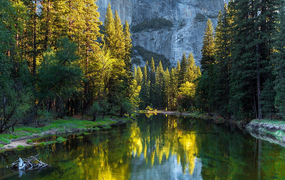 green leafed tree, plants, river, forest, trees HD wallpaper