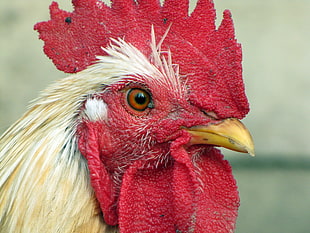 closeup photography of white rooster