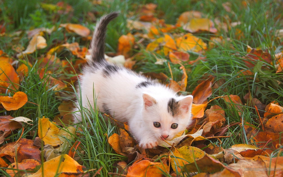 white and black short-fur kitten HD wallpaper