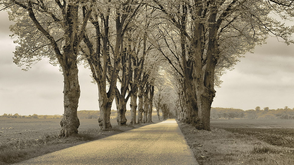 brown pave road between tall trees HD wallpaper