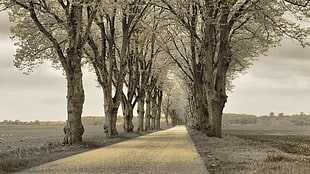 brown pave road between tall trees