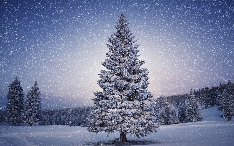 pine tree covered with snow HD wallpaper