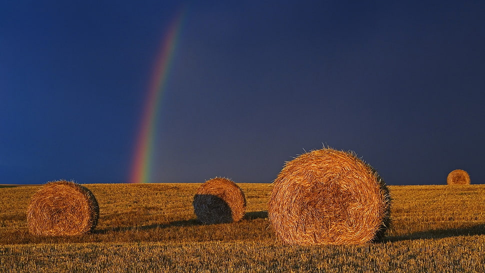 four brown hays, rainbows, haystacks, field, sunlight HD wallpaper