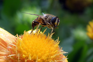 yellow bee, Bee, Flower, Pollination
