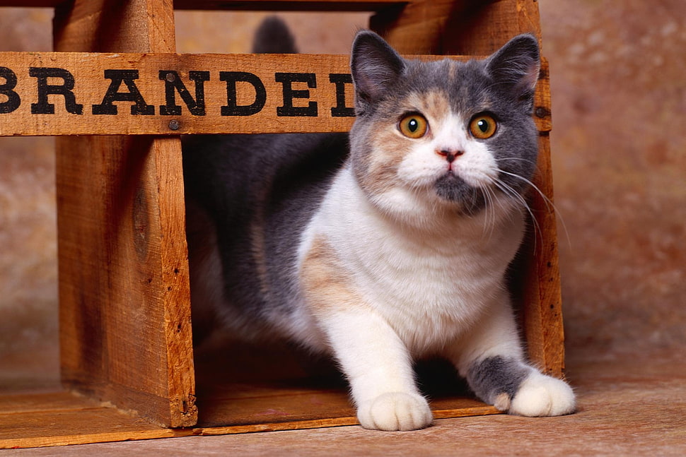 white and gray short fur cat HD wallpaper