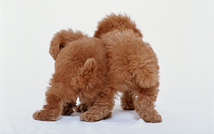 two long-coated brown puppies