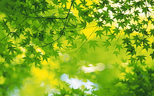 green leafed tree, leaves, green HD wallpaper