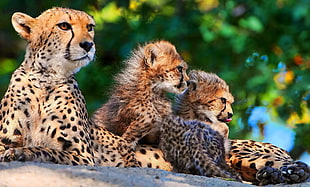 Cheetah with two cubs HD wallpaper