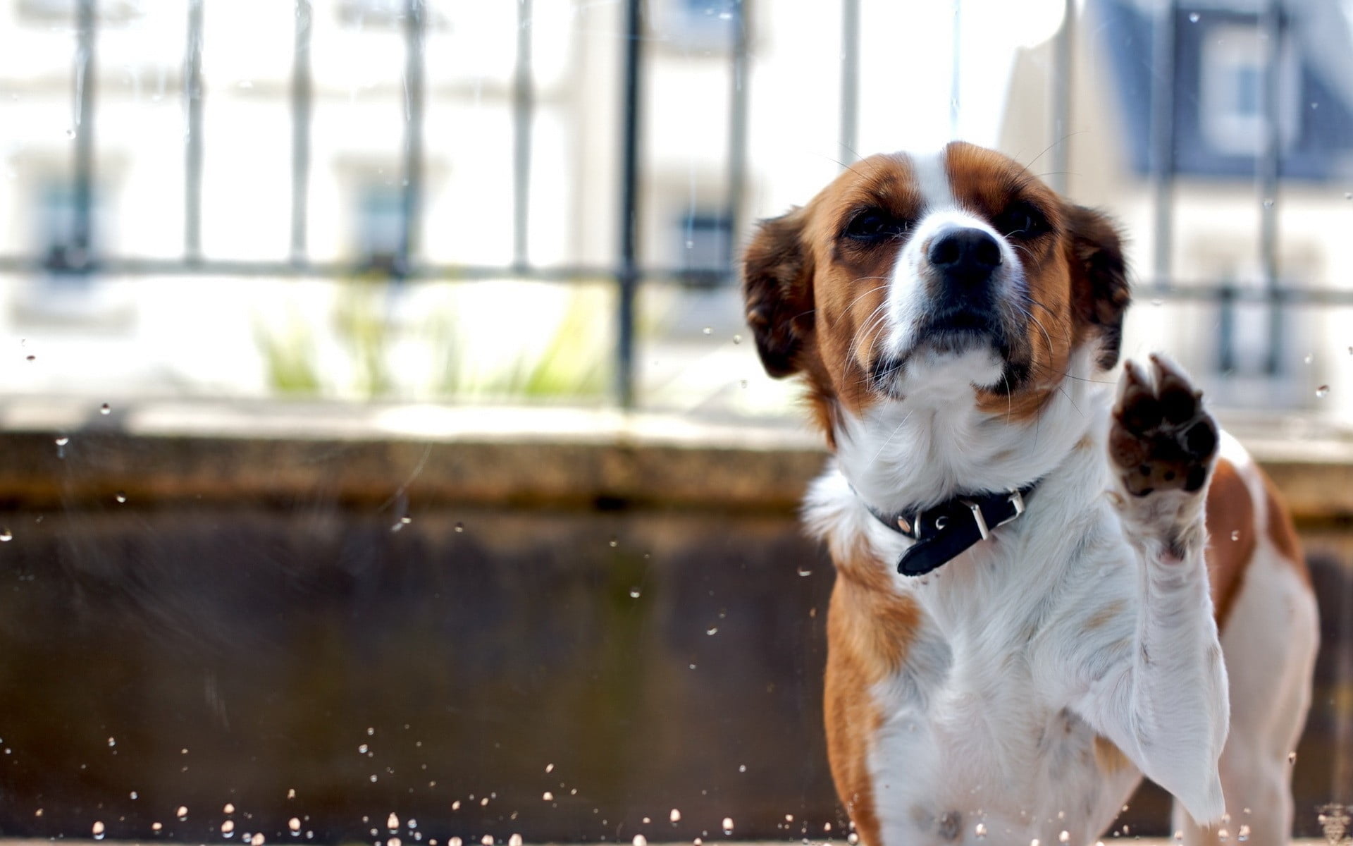 short-coated white and brown dog