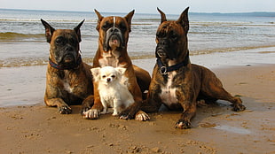 three adult brindle-and-tan Boxer with adult white long-coated Chihuahua sitting on seashore during daytime