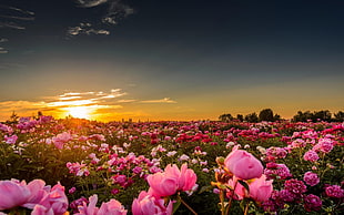 pink flower field under sunset