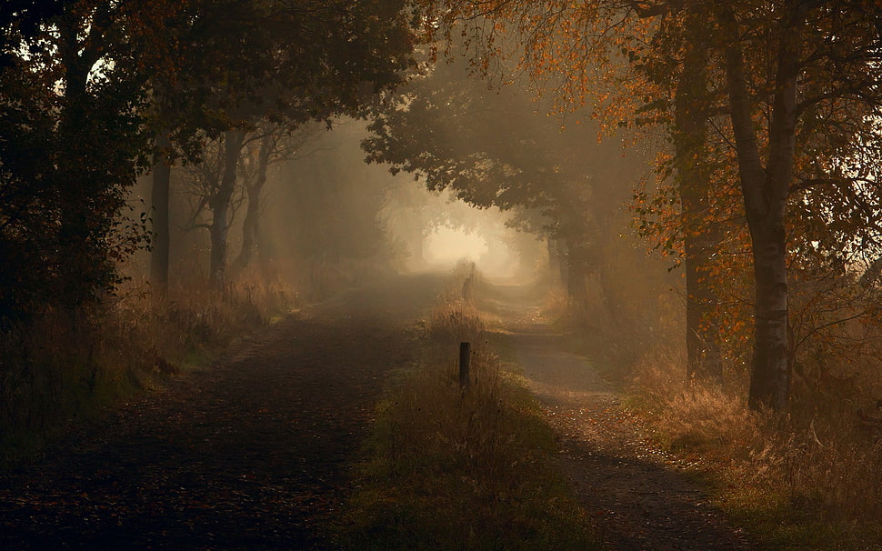 gray road between green and brown trees, nature, road, path, trees HD wallpaper
