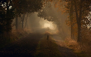 gray road between green and brown trees, nature, road, path, trees
