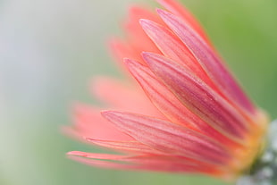 shallow focus photography of pink petal flower