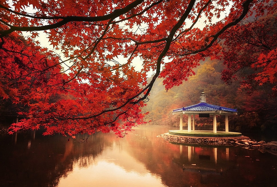 blue and white gazebo, nature, landscape, fall, trees HD wallpaper