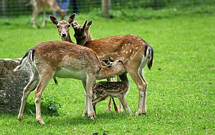 brown deers on green grass