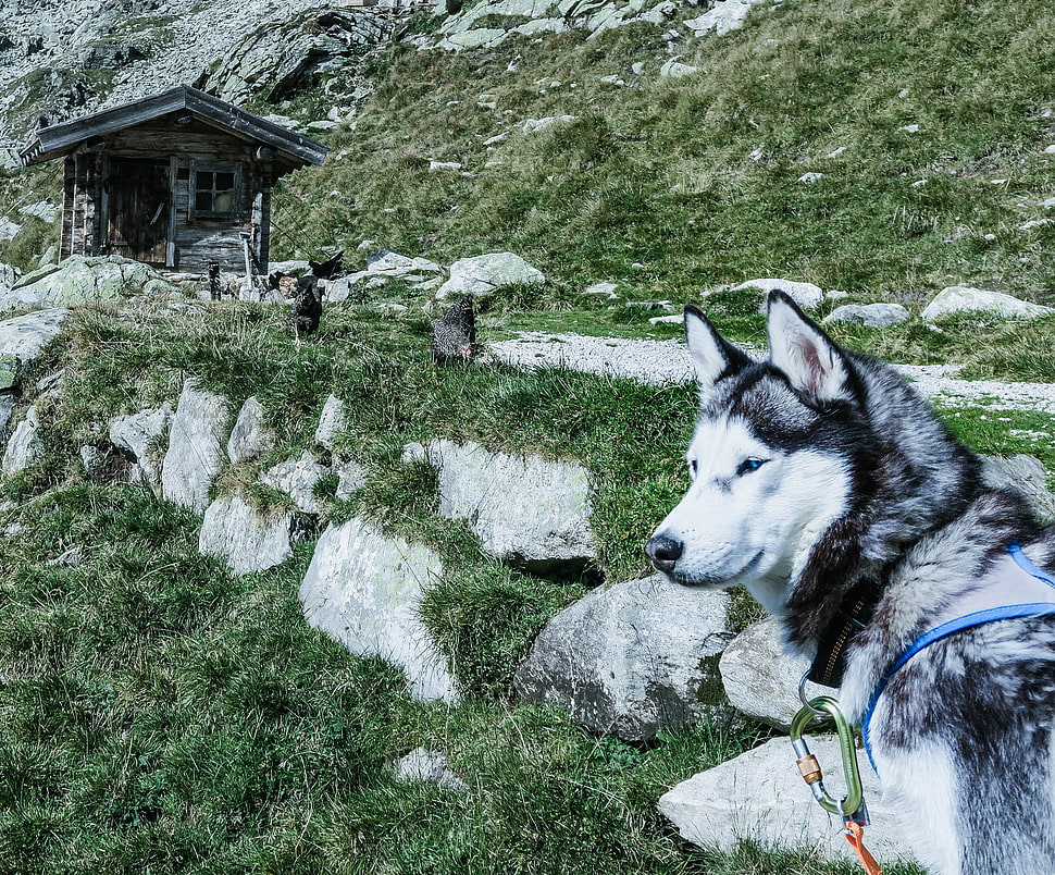 white and black Syberian husky HD wallpaper