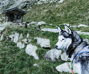 white and black Syberian husky
