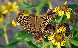 brown and black leopard butterfly HD wallpaper