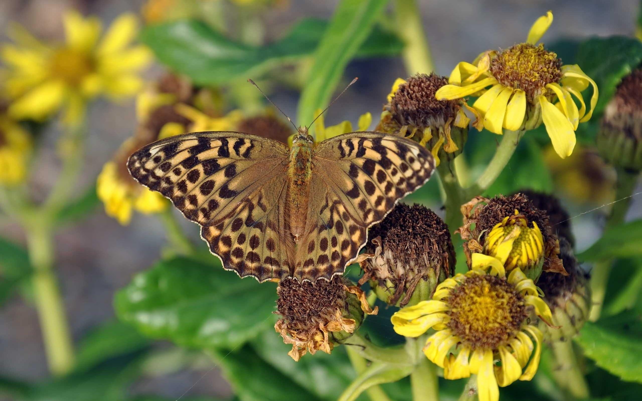 brown and black leopard butterfly
