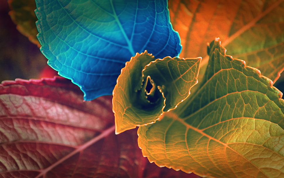 overview photo of leaf plant HD wallpaper